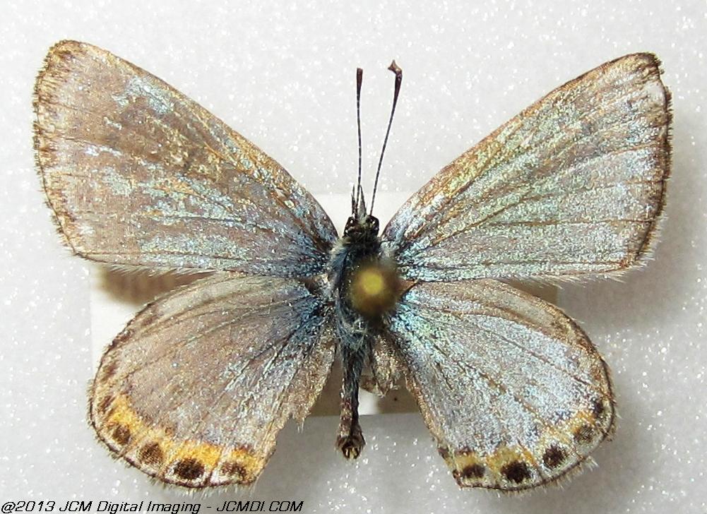 Plebejus chlorina (The Chlorine Blue, Kern Co, Lake Isabella area)